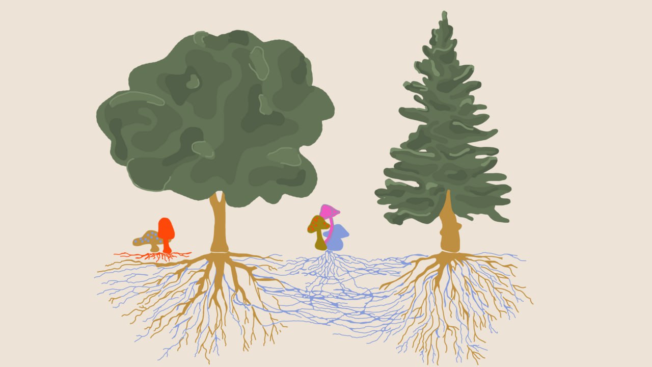 Интересный факт